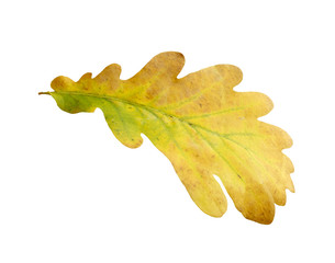 Oak tree leave isolated on white background