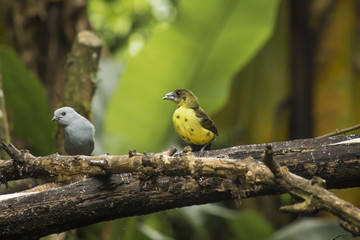 wild birds flying free in the rainforest in Mindo, Ecuador