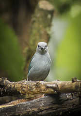 wild birds flying free in the rainforest in Mindo, Ecuador