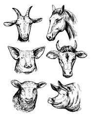 Sketch of farm animals. Hand drawn illustrationcinverted to vector
