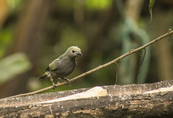 wild birds flying free in the rainforest in Mindo, Ecuador
