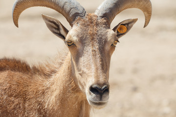 Barbary sheep, Ammotragus lervia or arrui close up on sand background 