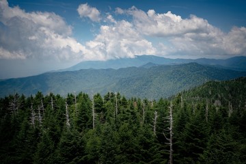 Smoky Mountains Trees