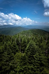 Smoky Mountains Tree Portrait