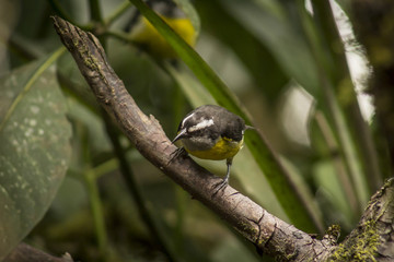 wild birds flying free in the rainforest in Mindo, Ecuador
