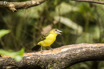 wild birds flying free in the rainforest in Mindo, Ecuador