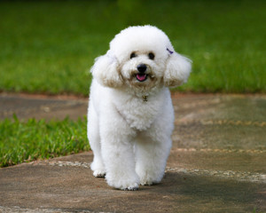 Puppy poodle in outdoor environment