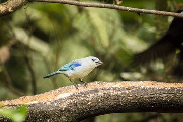 wild birds flying free in the rainforest in Mindo, Ecuador