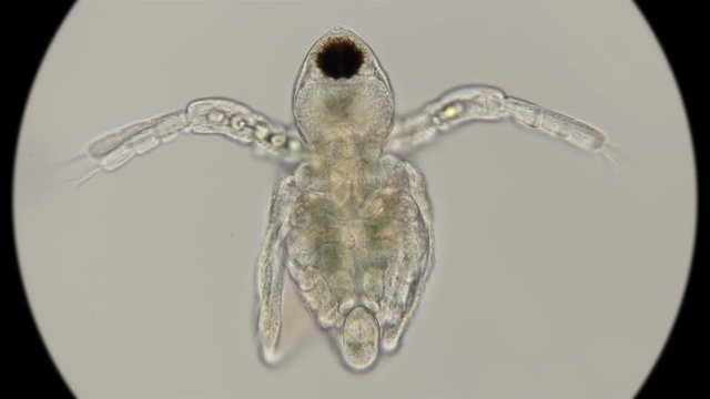 nauplios daphnia, just born, under a microscope