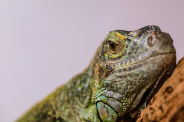 iguane au repos