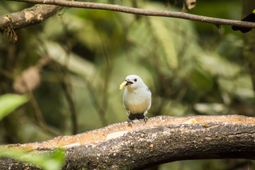 wild birds flying free in the rainforest in Mindo, Ecuador
