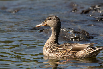 Duck