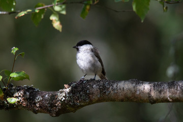 Obraz premium BlackandWhite 