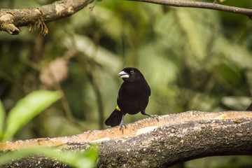 wild birds flying free in the rainforest in Mindo, Ecuador