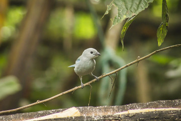 wild birds flying free in the rainforest in Mindo, Ecuador