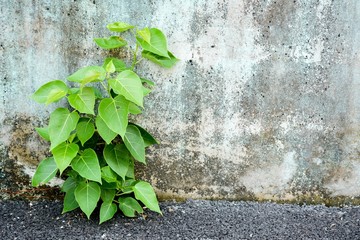 little plant germinate at street wall- background