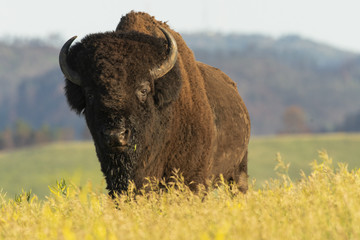 Bull bison coming over ridge in Custer SP;  South Dakota