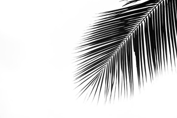 silhouette of palm coconut leaves isolated on pale white background
