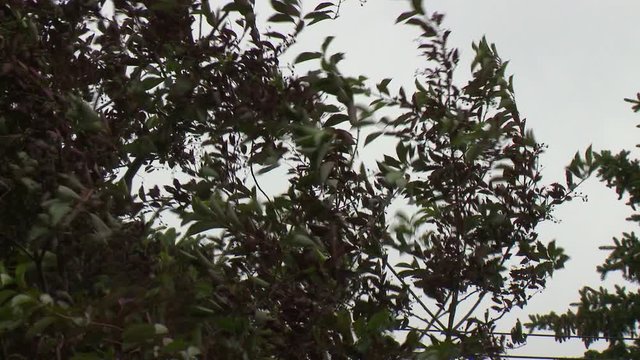 Purple and green leaves of Schubert cherry tree whip and sway in the wind.