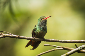 wild birds flying free in the rainforest in Mindo, Ecuador