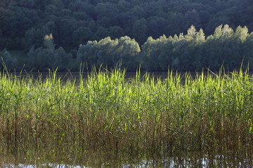 River Volga, sow and reeds against the background of forest, trees. The journey. Russian. Festival named after Zakharov. Molodetsky mound. Song of the Bard.