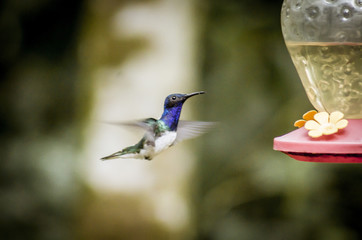 wild birds flying free in the rainforest in Mindo, Ecuador