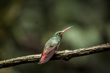 Fototapeta premium wild birds flying free in the rainforest in Mindo, Ecuador