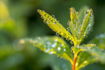 Dew drops on a green leaf close up background