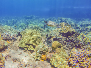Fototapeta na wymiar Turtle swimming over coral reef
