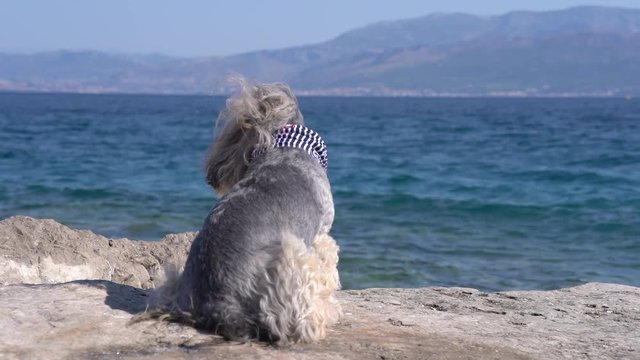Rear view of cute Havanese dog sitting and looking in the beach.