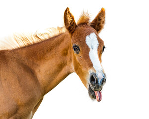 Drôle de bébé cheval qui sort la langue