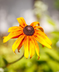 in the sunny summer garden - in the close-up of a yellow flower with a red veil; background beautiful blurred