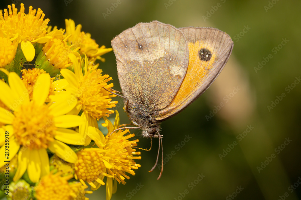 Wall mural gatekeeper 2