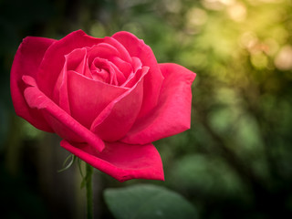 Beautiful rose in the garden with flare.