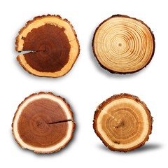 Wood round slices on white