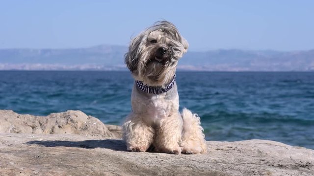 Front view of cute Havanese dog sitting and looking in the beach.