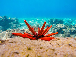 Red urchin in coral reef