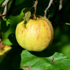 Fruit madness. Small apples in an apple tree in orchard, in early summer