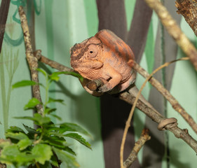 adult chameleon gets a side profile