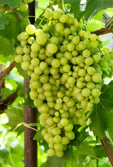 A large bunch of grapes on a bush