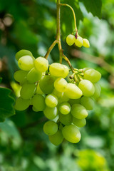 A large bunch of grapes on a bush