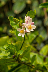 Citrus flowers