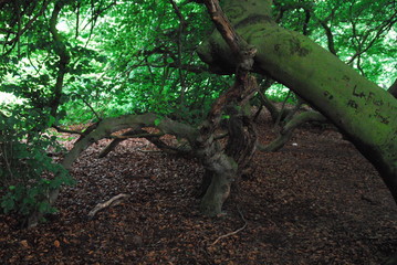 Märchenbäume - Zauberbäume - Zauberwald - Märchenwald