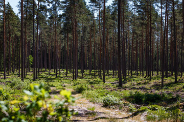 Obraz premium a beautiful sunny day in the woods, all around the great pine and blueberry plant between them.