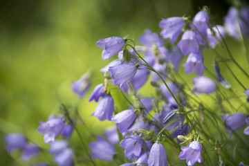 Wildblumenbl&uuml;ten