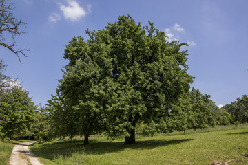 Fototapeta na wymiar Baum im Sommer