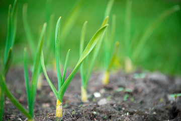 beds with young onions, rows of green onions, green onions in the ground - Powered by Adobe