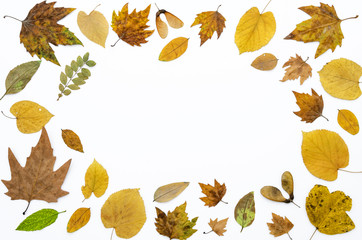 Autumn frame made of dry colorful leaves isolated on white background, copy space. Flat lay, top view.
