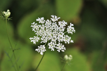 Wild Flowers