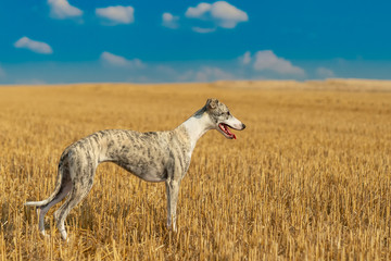 eine Whippet Hündin späht über das gelbe Stoppelfeld vor blauem Himmel 